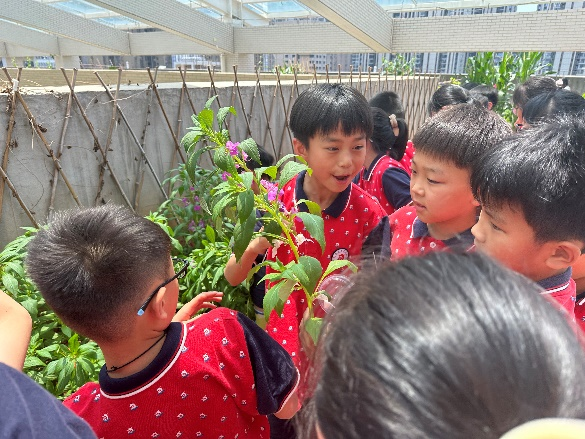 凤仙花开，“植”得期待│四年级项目化学习
